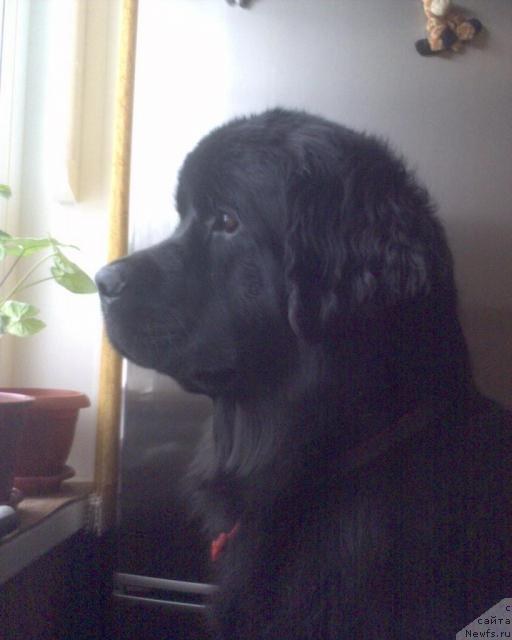 Фото: ньюфаундленд Ai Love Rich (Ай Лав Рич)