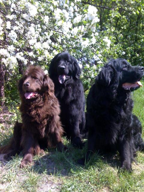 Фото: ньюфаундленд Alana Viva Jeniz (Алана Вива Дженис)