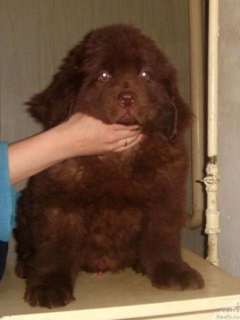 Фото: ньюфаундленд Djuzeppe (Джузеппе)