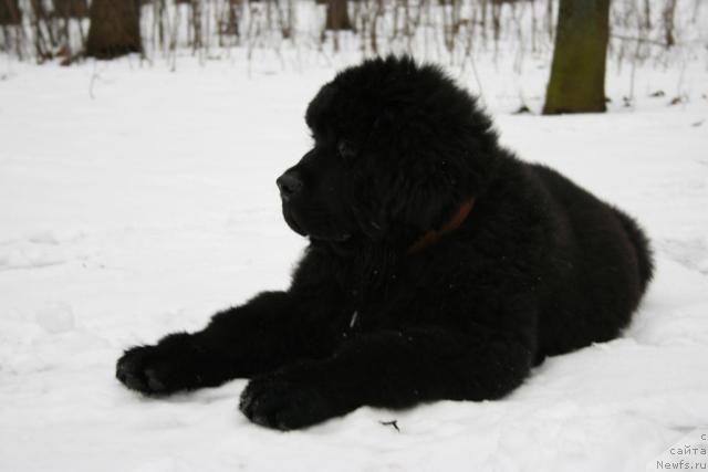 Фото: ньюфаундленд Sent Djons Oskar (Сент Джонс Оскар)