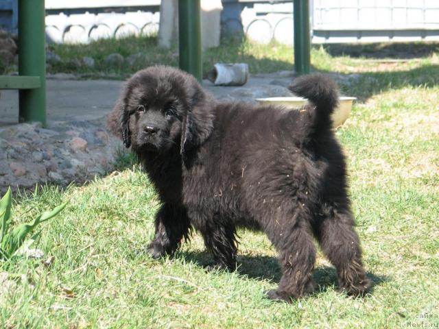 Фото: ньюфаундленд Lunnaya Krasavica (Лунная Красавица)