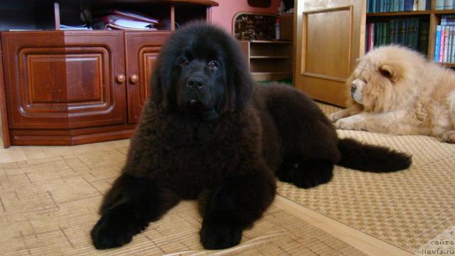 Фото: Сент Джонс Рокко Стелла ди Сант Эрамо