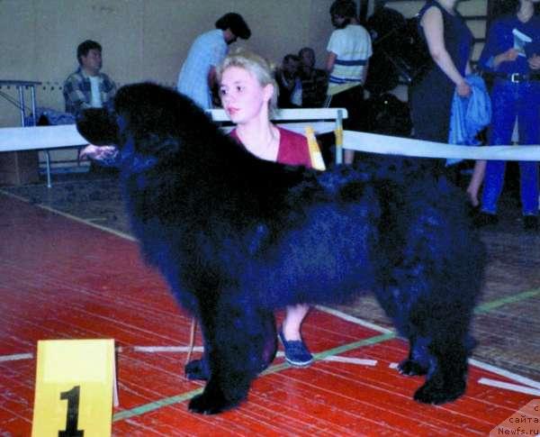 Фото: ньюфаундленд Vitus Bering iz Plemeni Kedra (Витус Беринг из Племени Кедра)