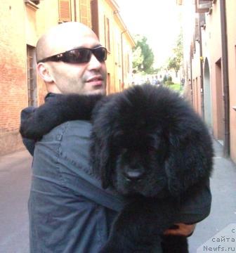 Фото: ньюфаундленд Black Clouds Criminal Minds at Stealbears