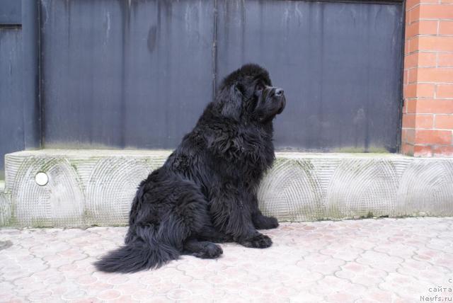 Фото: ньюфаундленд Beguschaya po Volnam Step By Step (Бегущая по Волнам Степ Бай Степ)