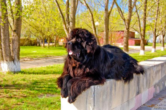 Фото: ньюфаундленд Super Premium Vashington (Супер Премиум Вашингтон)