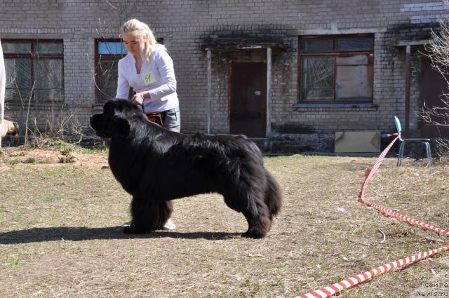 Фото: ньюфаундленд O Black Diamond Little Bear (О Блек Диамонд Литтл Беар), Aleksandra Ivashova (Александра Ивашова)