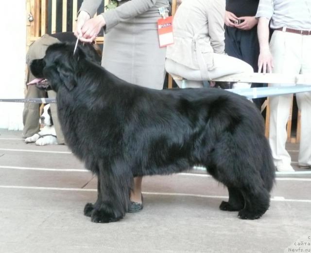 Фото: ньюфаундленд Ekspressiya  iz Medvej'ego YAra (Експрессия  из Медвежьего Яра)