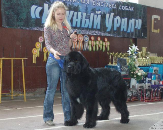 Фото: ньюфаундленд Mag Ispolin Kopperfil'd (Маг Исполин Копперфильд), Aleksandra Kanunnikova (Александра Канунникова)