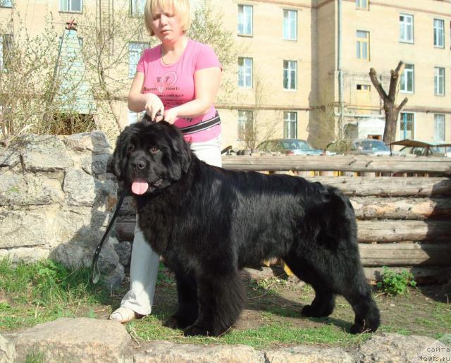 Фото: ньюфаундленд King of Helluland Good Friend