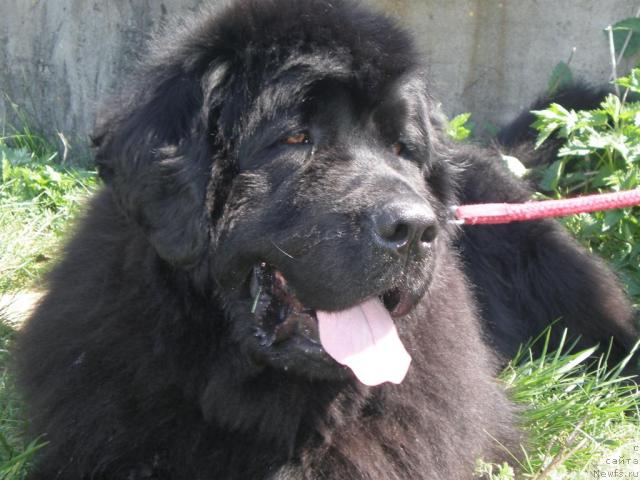Фото: ньюфаундленд Kenni (Кенни)