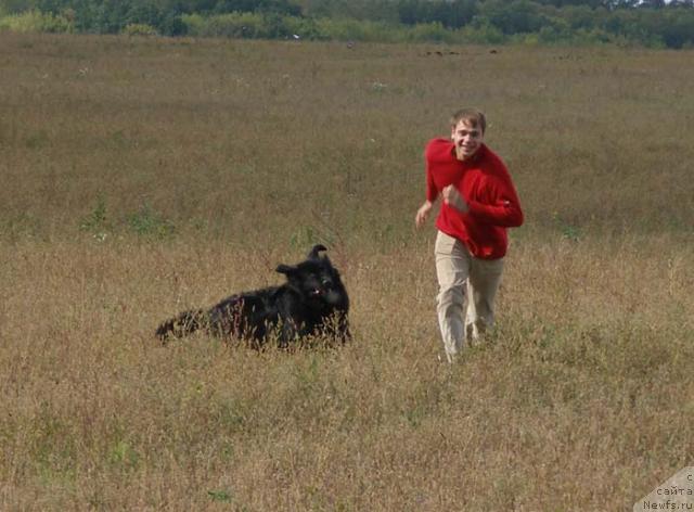 Фото: ньюфаундленд Lesnaya Skazka Roza CHernaya (Лесная Сказка Роза Черная), Maksim Kanunnikov (Максим Канунников)