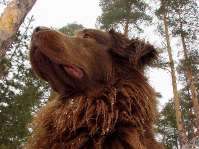 Фото: ньюфаундленд Lesnaya Skazka Izol'da (Лесная Сказка Изольда)