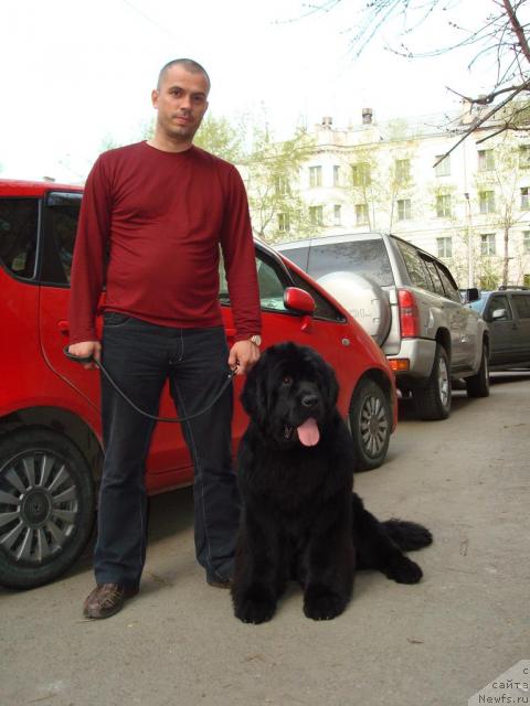 Фото: ньюфаундленд King of Helluland Good Friend, Vladimir Aleksandrov (Владимир Александров)