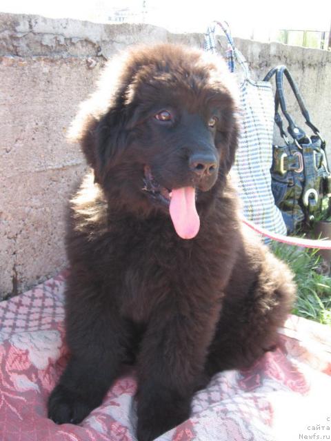 Фото: ньюфаундленд Lakomka Lavanda (Лакомка Лаванда)