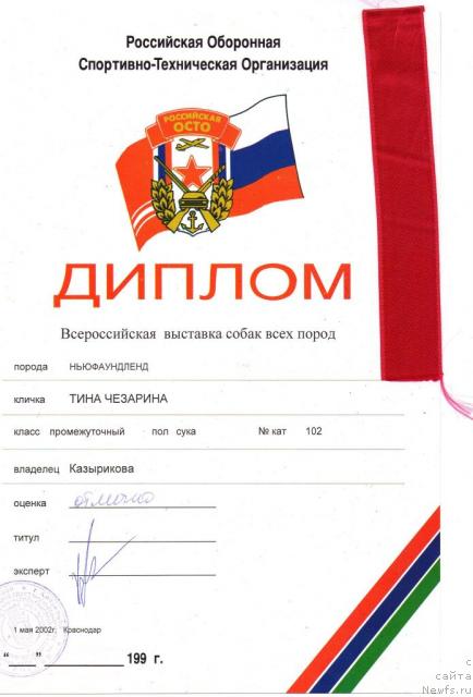 Фото: ньюфаундленд Tina CHezarina (Тина Чезарина)