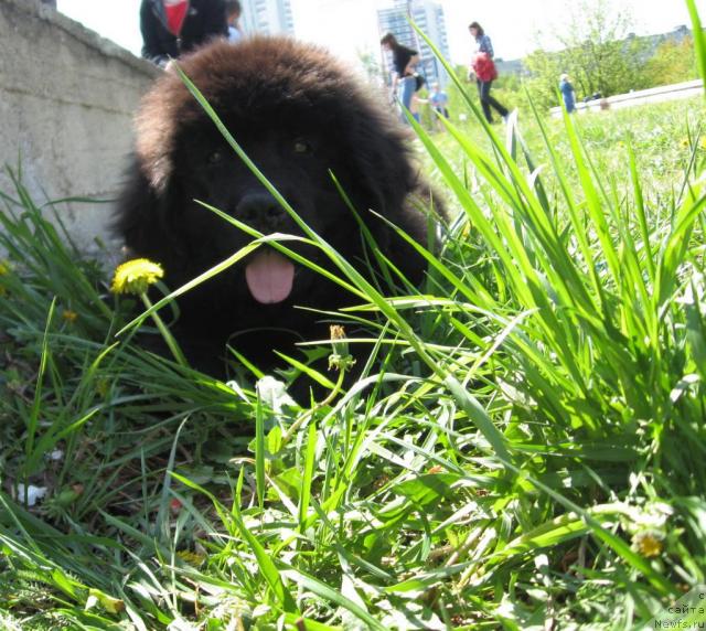 Фото: ньюфаундленд Lyubimyiy Lovelas (Любимый Ловелас)