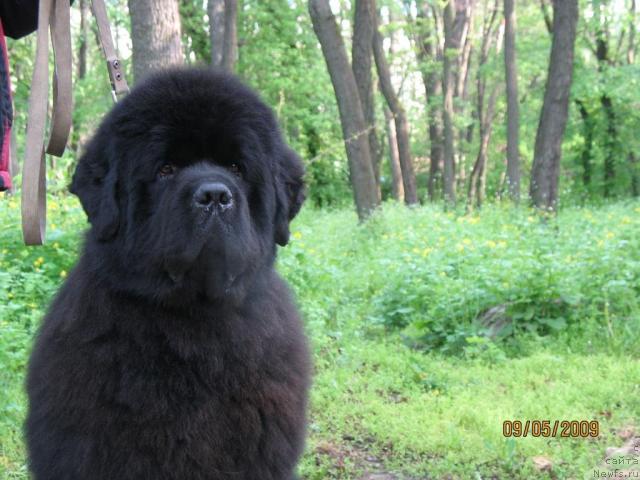 Фото: ньюфаундленд Knyaz Dodon s Berega Dona (Князь Додон с Берега Дона)