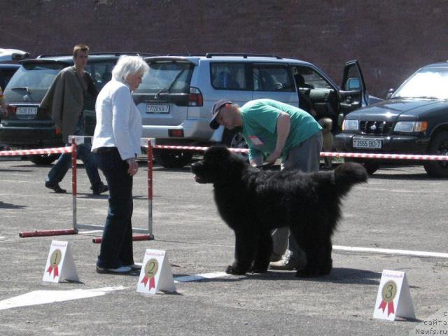 Фото: ньюфаундленд Kenni (Кенни)