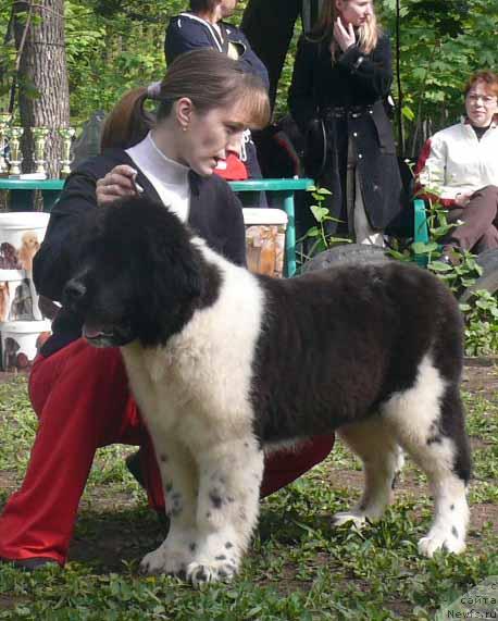 Фото: ньюфаундленд Nahodka Dlya Dushi s Berega Dona (Находка Для Души с Берега Дона)