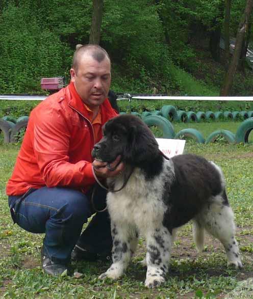 Фото: ньюфаундленд Nezhnost s Berega Dona (Нежность с Берега Дона)