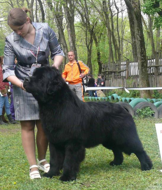 Фото: ньюфаундленд Skippers Secret Agent For Donat's Pride