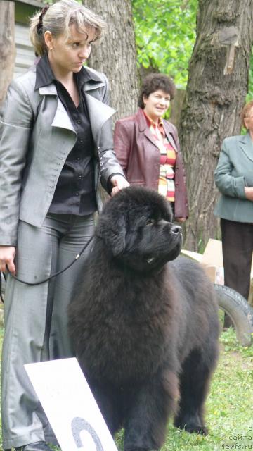Фото: ньюфаундленд Knyaz Dodon s Berega Dona (Князь Додон с Берега Дона)