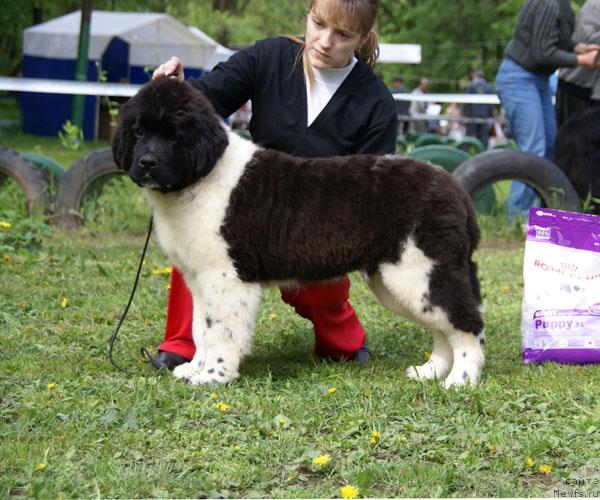 Фото: ньюфаундленд Nahodka Dlya Dushi s Berega Dona (Находка Для Души с Берега Дона)