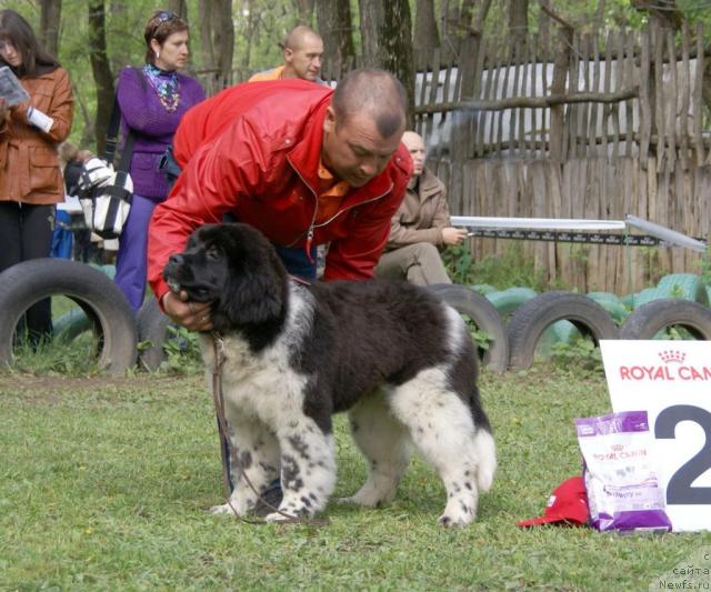 Фото: ньюфаундленд Nezhnost s Berega Dona (Нежность с Берега Дона)
