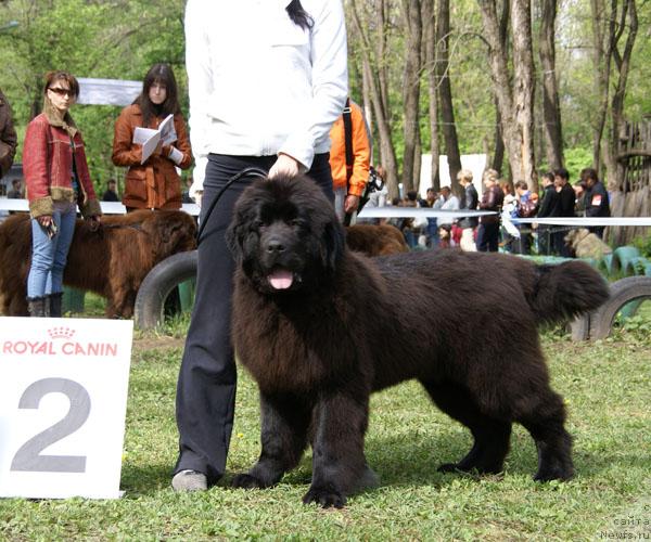 Фото: ньюфаундленд Matvey s Berega Dona (Матвей с Берега Дона)