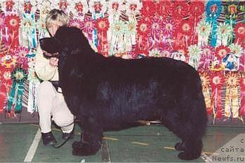 Фото: ньюфаундленд Potap Graf Monte  Kristo (Потап Граф Монте  Кристо)