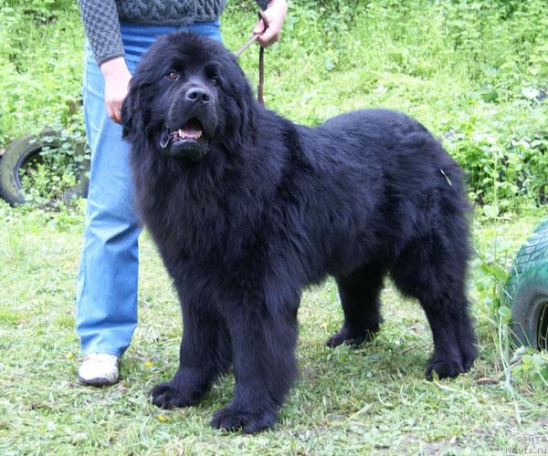 Фото: ньюфаундленд YUventus iz Antagrada (Ювентус из Антаграда)