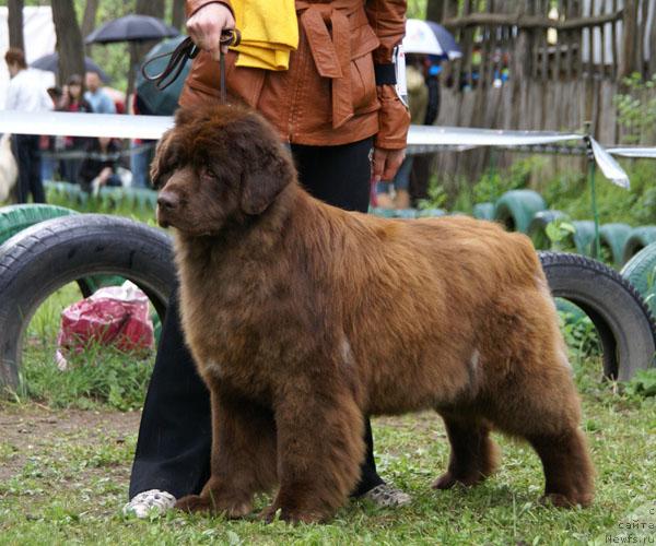Фото: ньюфаундленд Bridjit Bardo (Бриджит Бардо)