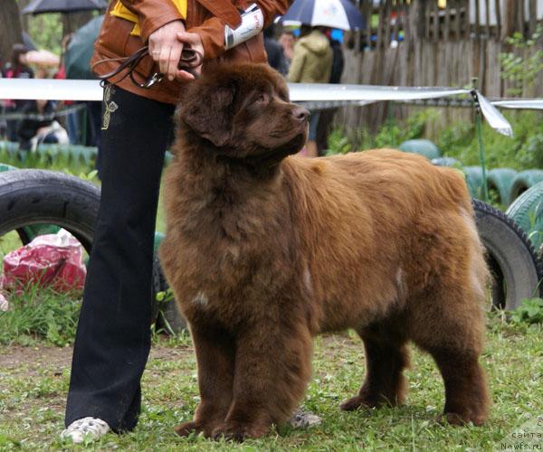 Фото: ньюфаундленд Bridjit Bardo (Бриджит Бардо)