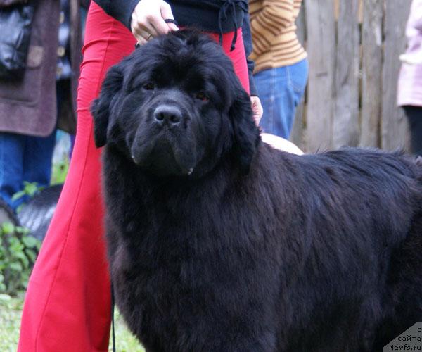 Фото: ньюфаундленд Pchiolkin Dom Avrora (Пчёлкин Дом Аврора)