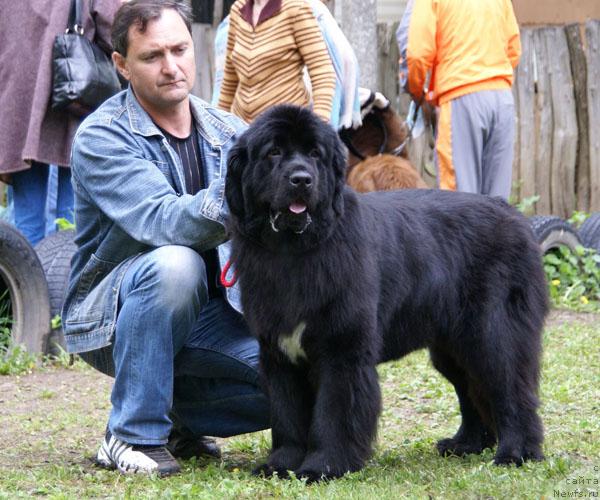 Фото: ньюфаундленд Laskovaya Volna s Berega Dona (Ласковая Волна с Берега Дона)