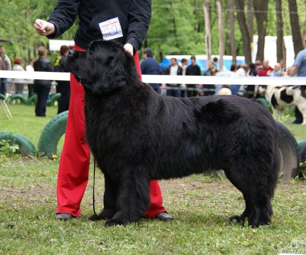 Фото: ньюфаундленд Arh Beauty Ot Chary Pervaya (Арх Бьюти От Чары Первая)