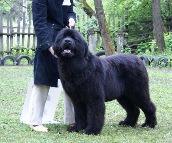 Фото: ньюфаундленд Zhemchuzhina Rostova s Berega Dona (Жемчужина Ростова с Берега Дона)