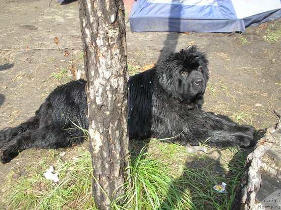 Фото: ньюфаундленд Gotika ot Sibirskogo Medvedja (Готика от Сибирского Медведя)