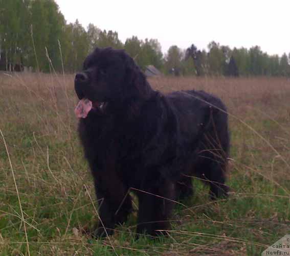 Фото: ньюфаундленд Sent Djons Orfey (Сент Джонс Орфей)