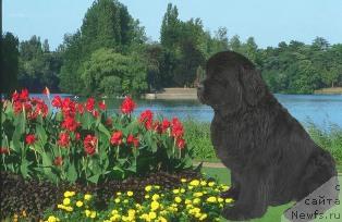 Фото: ньюфаундленд Gotika ot Sibirskogo Medvedja (Готика от Сибирского Медведя)