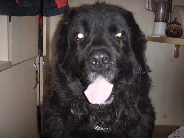 Фото: ньюфаундленд Katrin SHarm of Bon Pari (Катрин Шарм оф Бон Пари)