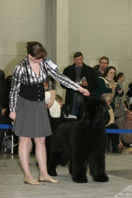 Фото: ньюфаундленд Super Premium Ask Mi From YEksklyuziv (Супер Премиум Аск Ми Фром Эксклюзив)