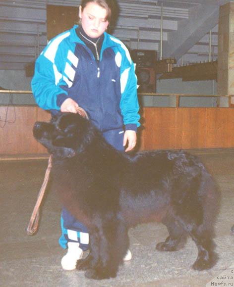 Фото: ньюфаундленд Edjuliya (Еджулия)