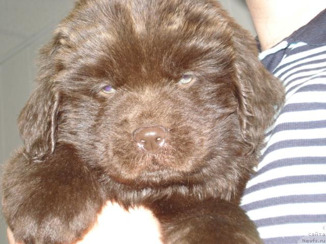 Фото: [p521]Милуко из Аркаима, ХММ643, Узунов Г.
о.Супер Премиум Бетховен
м.Тиффани Голд