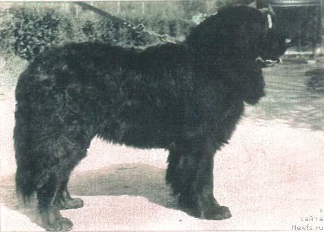 Фото: ньюфаундленд YUkon (Юкон)