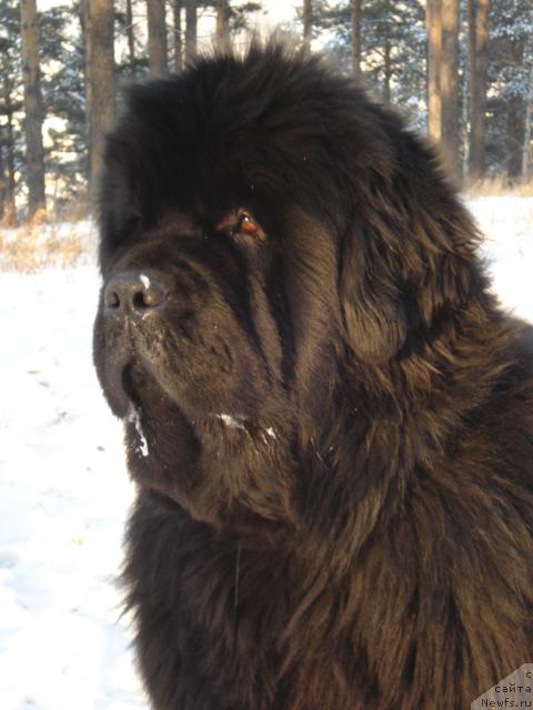 Фото: ньюфаундленд Super Premium Aktiv Drayv Test (Супер Премиум Актив Драйв Тест)