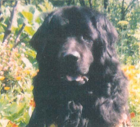 Фото: ньюфаундленд Vey Der Vit (Вей Дер Вит)