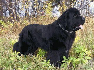 Фото: ньюфаундленд Shon O'Konnori Agent 007 (Шон О'Коннори Агент 007)