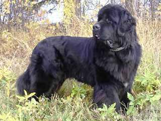 Фото: ньюфаундленд Shon O'Konnori Agent 007 (Шон О'Коннори Агент 007)